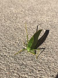 Close-up of insect on leaf