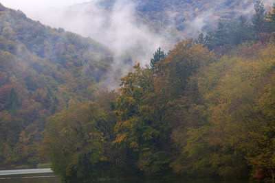 Trees in forest against sky during autumn