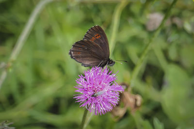Close-up of butterfly on purple flower