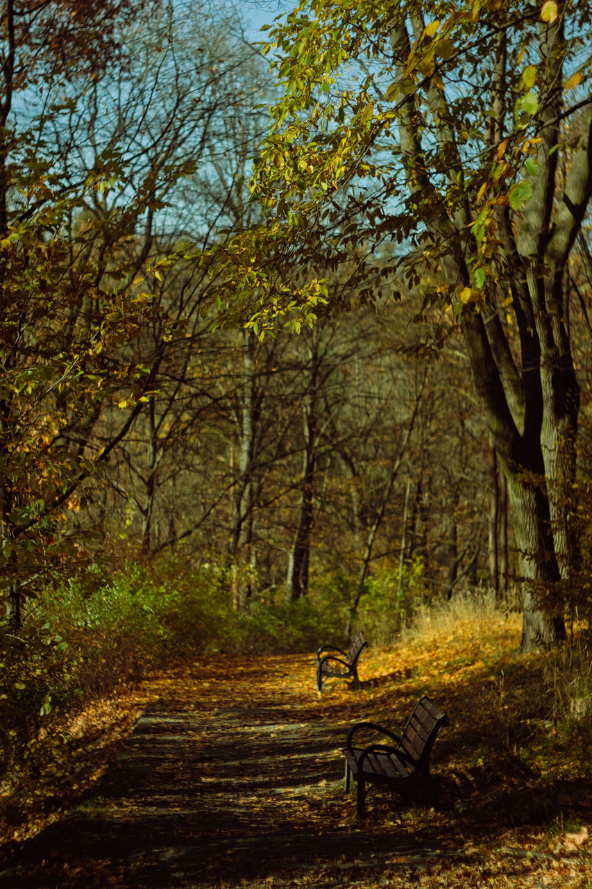 tree, plant, nature, leaf, autumn, woodland, natural environment, sunlight, land, beauty in nature, forest, tranquility, wilderness, no people, tranquil scene, tree trunk, day, trunk, scenics - nature, growth, branch, morning, outdoors, non-urban scene, landscape, environment, sky, idyllic, bench