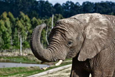 Close-up of elephant