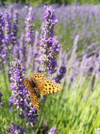 Close-up of butterfly pollinating on flower