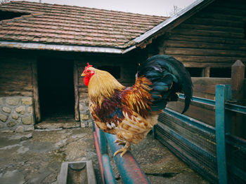 View of a bird on a house