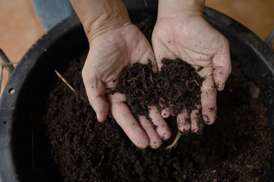 High angle view of hands holding plant