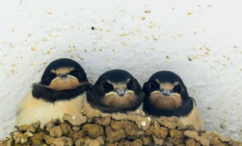 High angle view of a bird