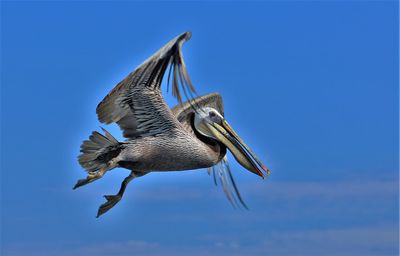 Low angle view of blue sky
