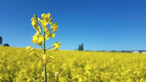 Yellow flowering plants on field against clear sky