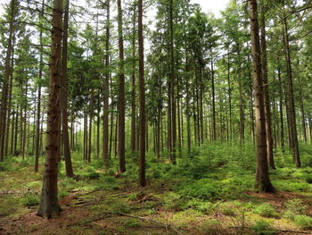 Trees in forest