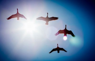 Low angle view of silhouette birds flying against sky