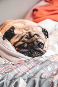 Close-up portrait of a dog resting on bed