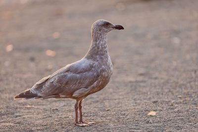 Close-up of bird