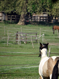 Horse running on field