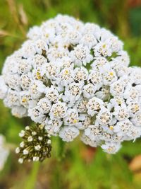 Close-up of white flowers blooming outdoors