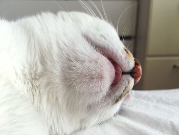 Close-up of a cat at home