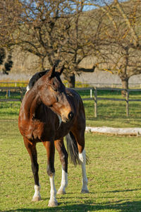 Horse standing in a field