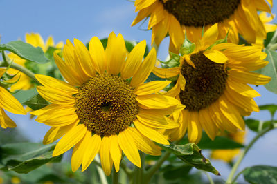 Close-up of honey bee on sunflower