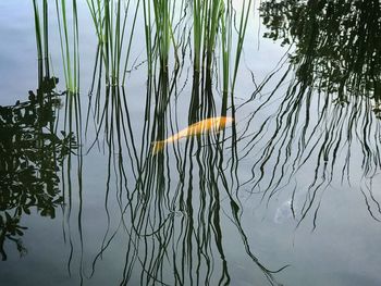 Close-up of jellyfish swimming in lake