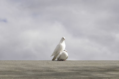 Close-up of seagull perching on wall against sky