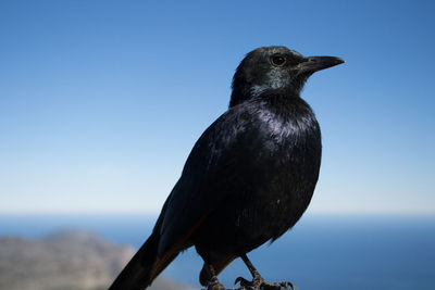 Close-up of black bird perching against sea and clear sky