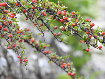 Close-up of berries on tree