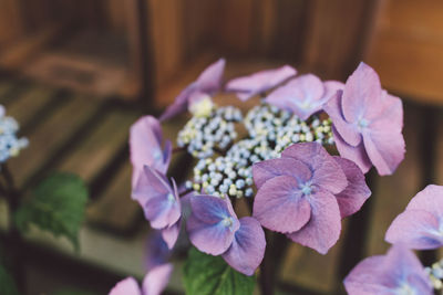 Close-up of purple flowers blooming