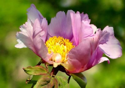 Close-up of pink flowering plant