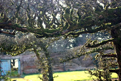 Plants growing on tree