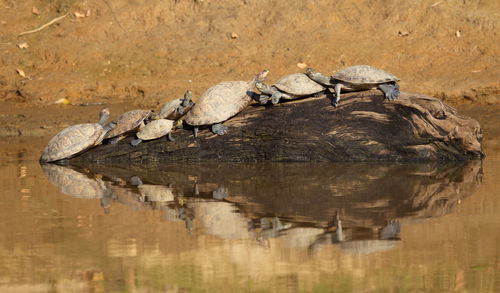 Group of yellow-spotted river turtles podocnemis unifilis with perfect reflection in water, bolivia.