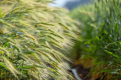 Close-up of wheat growing on field