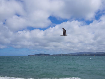 Seagull flying over sea against sky