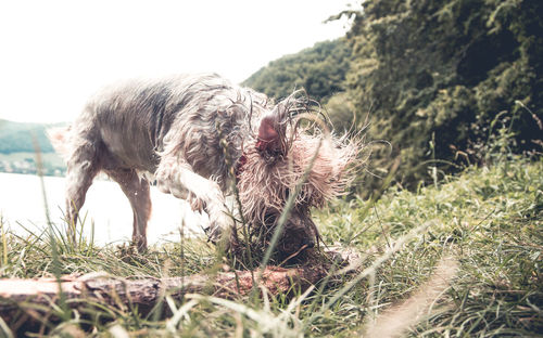 View of an animal on field