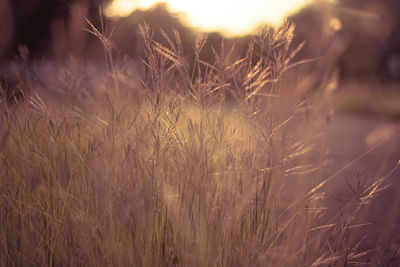 Close-up of stalks in field