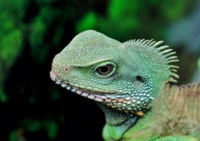 Close-up of a lizard