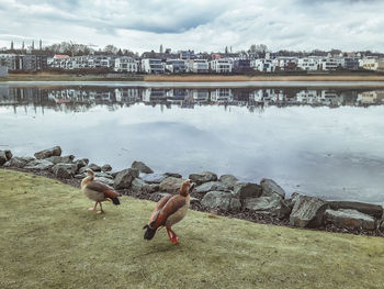 Birds by lake against sky