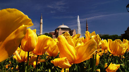 Close-up of yellow tulips at hagia sophia against sky