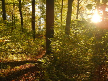 Sun shining through trees in forest