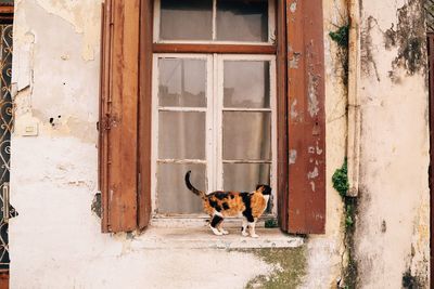 Cat looking through window of house