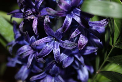 Close-up of wet purple flowering plant