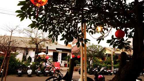 Flowers growing by tree in city against clear sky