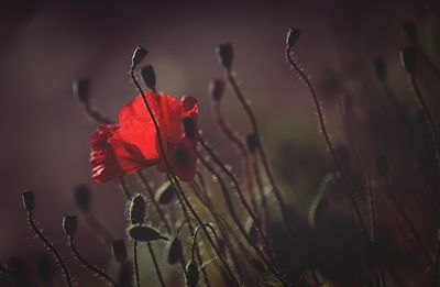 Close-up of red poppy blooming outdoors