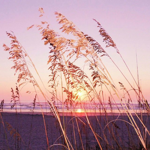 sunset, water, tranquility, sun, plant, orange color, nature, beauty in nature, tranquil scene, sky, scenics, growth, sea, grass, idyllic, sunlight, outdoors, no people, stem, lake