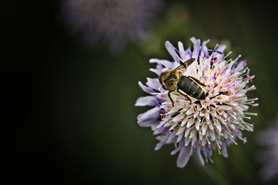 Close-up of bee pollinating on flower