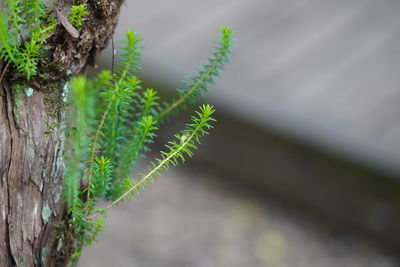 Close-up of fern growing on tree trunk