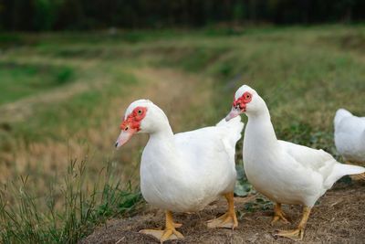 View of birds on field