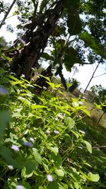 Low angle view of trees