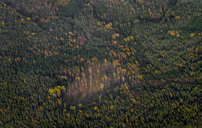 High angle view of plants growing in farm