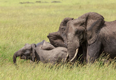 Elephant on field