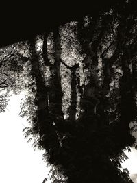 Close-up of silhouette tree against sky