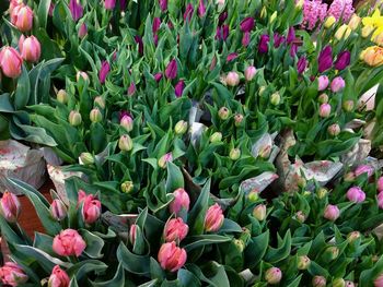 Full frame shot of pink tulip flowers