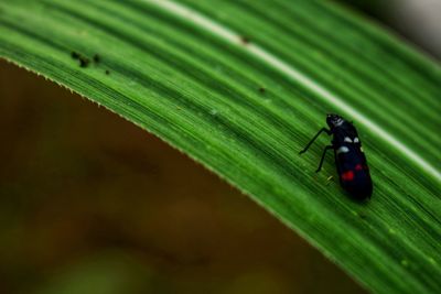 Close-up of insect on leaf